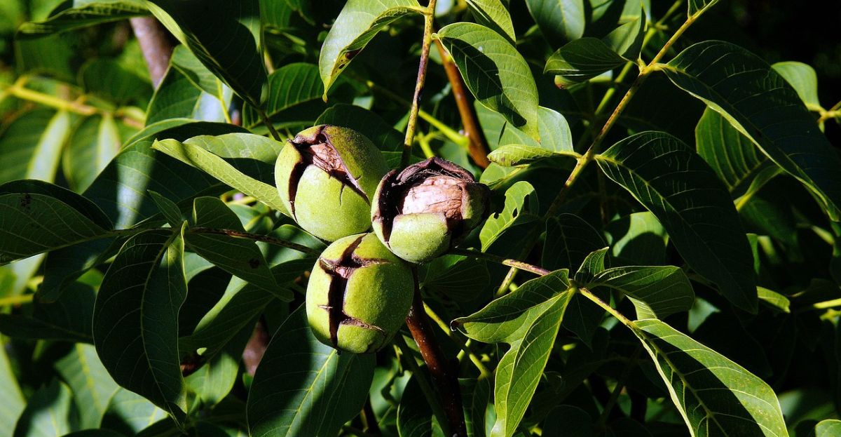 Walnuts